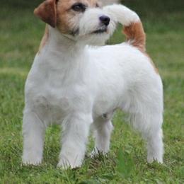 Russell Terrier All Grown Up from Spotswood Jacks