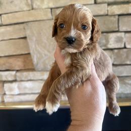 Merlot - Red and white male Cockapoo puppy in Connersville, Indiana from MoonShine Babies