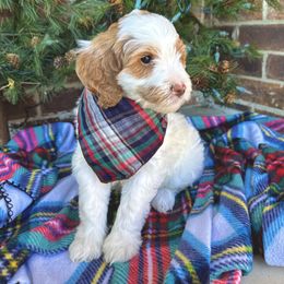 Boy 2 - Goldendoodle puppy from Duck River Goldendoodles