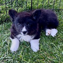 Loretta - Black and white female American Corgi puppy in Tome, New Mexico from Blue Diamond Welsh corgis