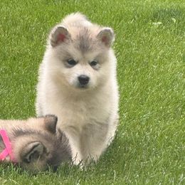 Girl 5 - Gray and white female Alaskan Malamute puppy in Ramsey, Minnesota from Windchaser Kennels