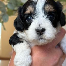 Mandy - Tri-color female Cavapoo puppy in Yuciapa, California from AlltheDoodlez_