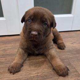 Merida (Liver Malinois Female) - Gold brindle female Dutch Shepherd puppy in Signal Mountain, Tennessee from Torgun Police Dogs
