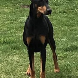 Doberman Pinschers and Labrador Retrievers from Century Oak Farm