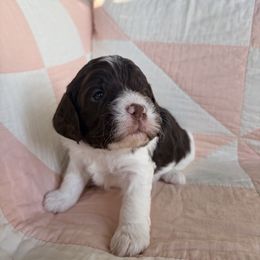 Anne - Liver and white female Springerdoodle puppy in Dundee, Ohio from Evalina Miller's Spaniels