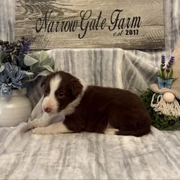 Astro - White and red male Border Collie puppy in Moody, Texas from Narrow Gate Farm