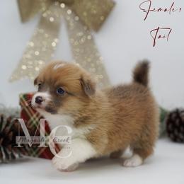 Indigo (Female 1) Tail - Sable female Pembroke Welsh Corgi puppy in Straughn, Alabama from Magnolia Creek Corgis