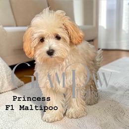 Princess - Maltipoo