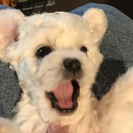 Bichon Frise Puppies from Four Oaks