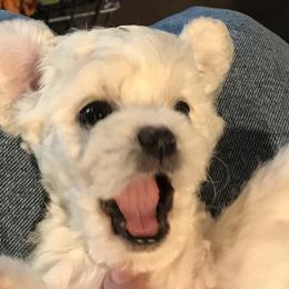 Bichon Frise Puppies from Four Oaks