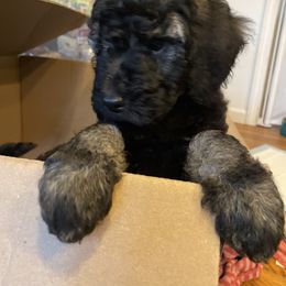 Poodle Puppies from SP standard Poodles