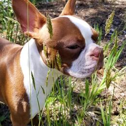 Boston Terriers from Hula Girl's Bostons
