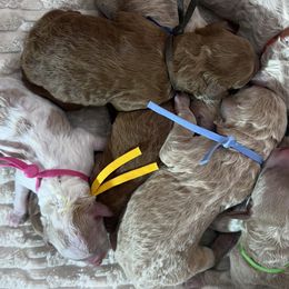 Goldendoodles from Gingerdoodles