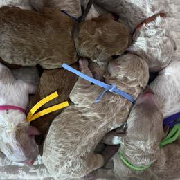 Goldendoodles from Gingerdoodles