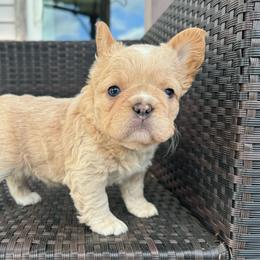 Game of Thrones, Daenerys Targaryen (fluffy) - Cream female French Bulldog puppy in Salem, Oregon from Toy House Frenchies