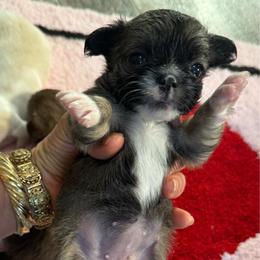 Anna - Fawn and white female Chihuahua puppy in Summerfield, Florida from Uey’s Chihuahuas