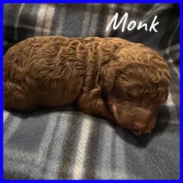 Boy 1 - Poodle puppy in Jackson, Kentucky from Ember’s Kennel of Poodles and Doodles