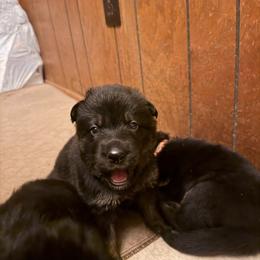 A--Grey collar girl - Bi-color female German Shepherd puppy in Centralia, Illinois from Janices AKC German Sheperds LLC