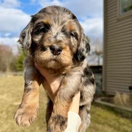Brigid - Merle female Bernedoodle puppy in Midland, Michigan from Northern Charm Farm