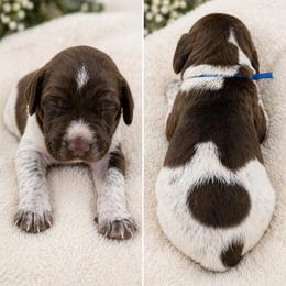 German Shorthaired Pointer Puppies from Lisa’s GSP’s