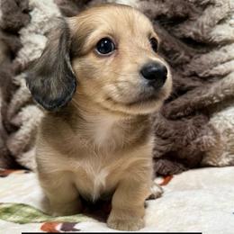 Valjean - Cream male Dachshund puppy in Eureka, California from Seaside Doxies