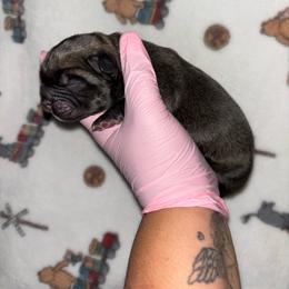 Diego - Fawn male Cane Corso puppy in Hephzibah, Georgia from Bellissima Cala Cane Corso