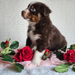 Ruger - Red tri-color male Australian Shepherd puppy in Mountain Grove, Missouri from K Bar H Farms