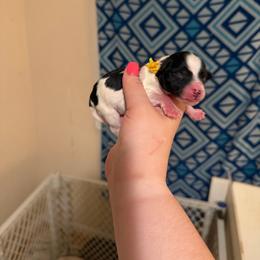 Yellow - Parti male Miniature Schnauzer puppy in Virginia from Schnauzers Castle