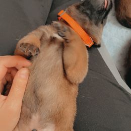 Belgian Malinois Puppies from Pyrex Kennels