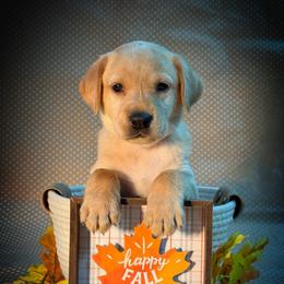 Cedar - Yellow male Labrador Retriever puppy in Isle, Minnesota from Dog Ear Outfitters