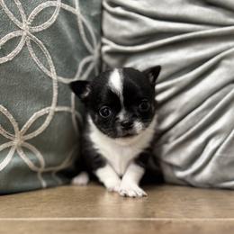 TBD - Black and white male Chihuahua puppy in Davenport, Florida from Clan Cordovathone