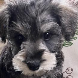 Boy 3 - male Miniature Schnauzer puppy in Kingston, Georgia from Mary Jean Suhor
