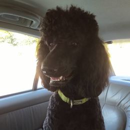Anton - Poodle