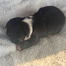 Boy 1 - Black and tan male Corgipoo puppy in Junction, Utah from Sugar Doodles