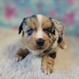 Hank - Blue merle male Miniature Australian Shepherd puppy in Church Hill, Tennessee from Hippie Dog Haven