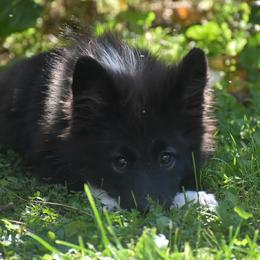 Kobalt - male Nenets Herding Laika puppy in Manns Choice, Pennsylvania from Mystic Winds Nenets Laikas