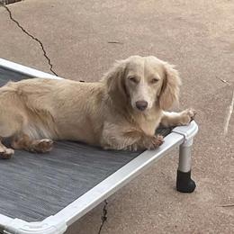 Barbie - Dachshund