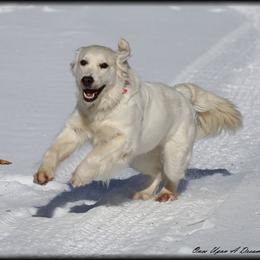 Lily - Golden Retriever