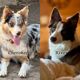 Border Collie puppies from Nine Peaks Border Collies