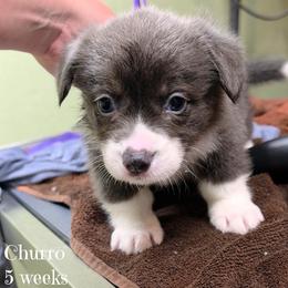 Churro - Gray and white female American Corgi puppy in Mansfield, Ohio from Moonrise corgis