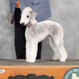 Belle - Bedlington Terrier