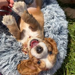 Yoshi blue male - Red male Cocker Spaniel puppy in Howe, Indiana from A&J Kennel