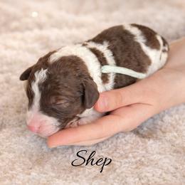 Shep - Brown male Whoodle puppy in Knoxville, Tennessee from Fleury Farm Doodles TN