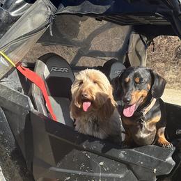 Dachshunds from Pams Puppies