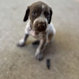 Allen - White and liver male German Shorthaired Pointer puppy in Conroe, Texas from Third Coast Pointers