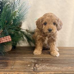Cupid - Apricot female Cavapoo puppy in Preston, Idaho from Shaffer Top Notch Puppies