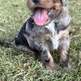 Aussiedoodle Puppies from Dogwood Family Doodles