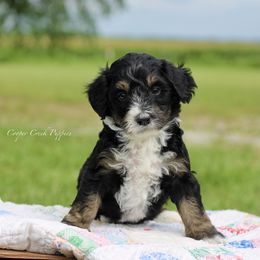 Ramona - Tri-color female Bernedoodle puppy in Lowry City, Missouri from Cooper Creek Puppies