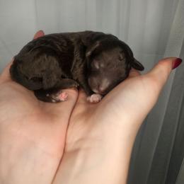 Boy 5 - Brown and white male Cockapoo puppy in Fort White, Florida from Jade
