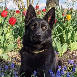 zip - German Shepherd